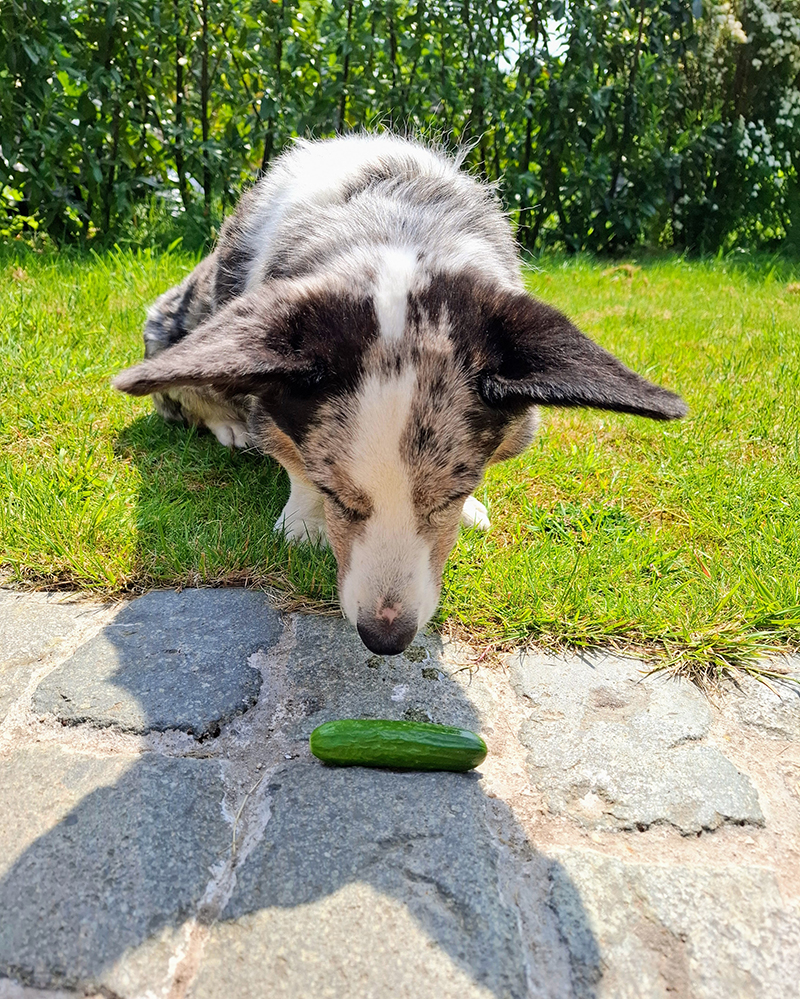 cardigan corgi sitting in the grass, looking down on a mini cucumber