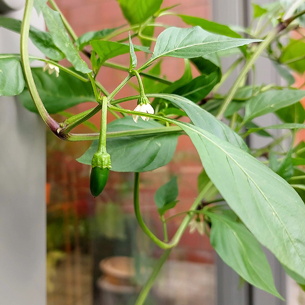 close-up photo of a small jalapeño plant flower between the green leaves of the plant